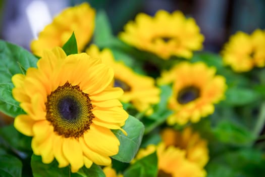 yellow sunflowers and green leaves