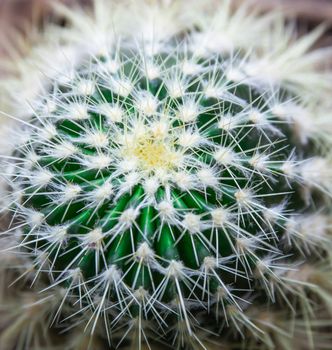 cactus covered by white spines