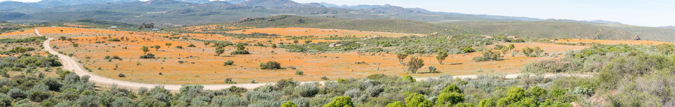 SKILPAD, SOUTH AFRICA - AUGUST 14, 2015: Panorama of Skilpad in the Namaqua National Park with large fields of indigenous orange daisies