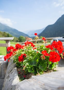 geranium in hollowed wooden trunk