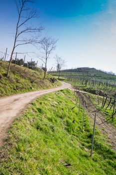 vineyards on the hills in spring, Soave, Italy