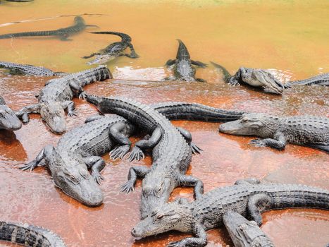 group of crocodiles on the river bank