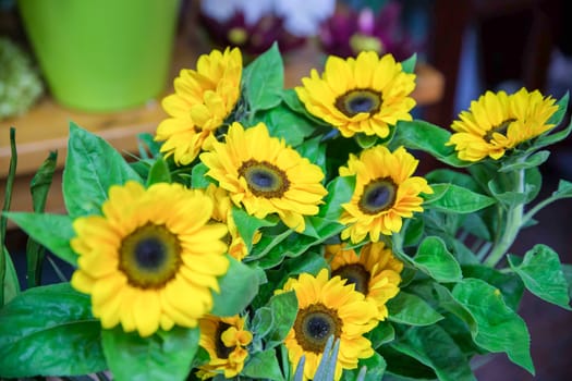 yellow sunflowers and green leaves