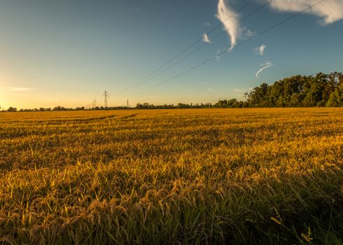 In the picture rice field at sunset near Milan,italy.