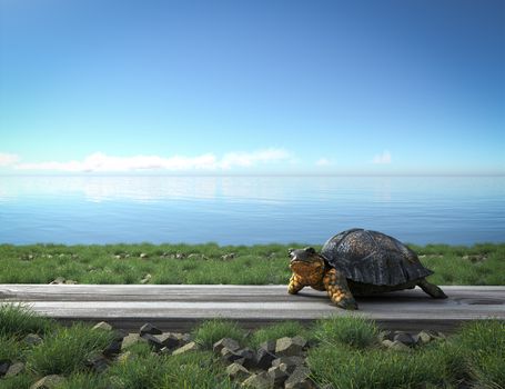 Small green turtle on the beach. Tourism concept background