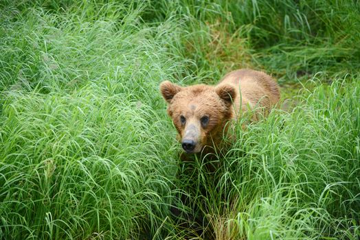 bear cubs and mother on a grass area on brooks river shore in katmai national park