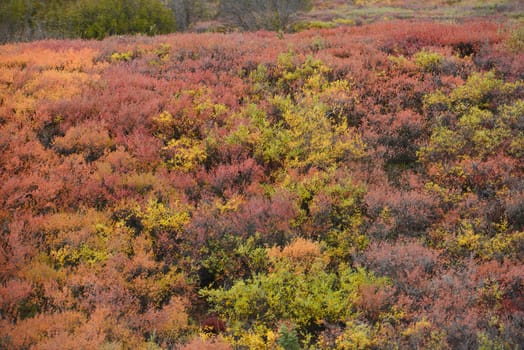 alaskan tundra in autumn