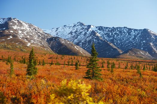 autumn color in denali tundra