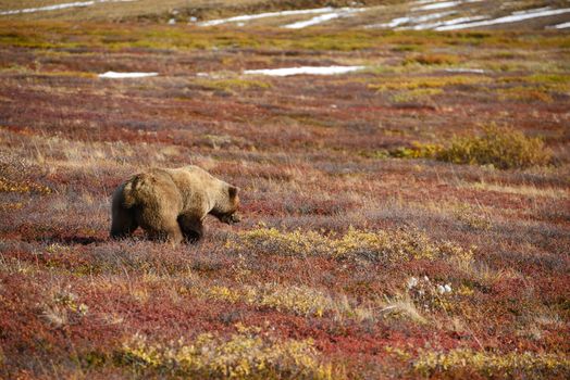 grizzly bear in denali in autumn