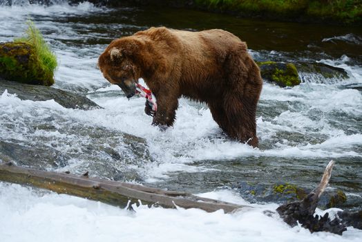 grizzly bear in brooks river hunting for salmon at katmai national park in alaska