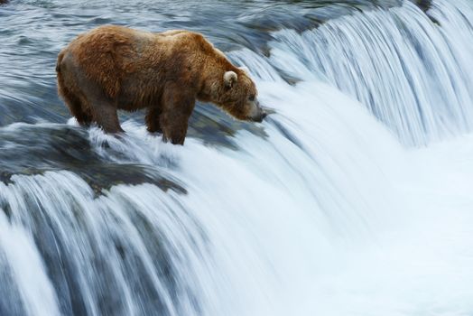 grizzly bear in brooks river hunting for salmon at katmai national park in alaska