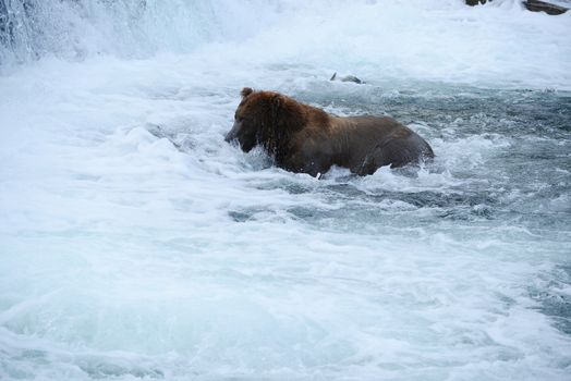 grizzly bear in brooks river hunting for salmon at katmai national park in alaska