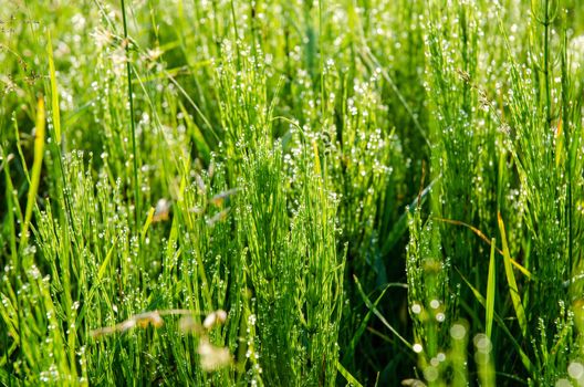 Meadow grass with dew droplets