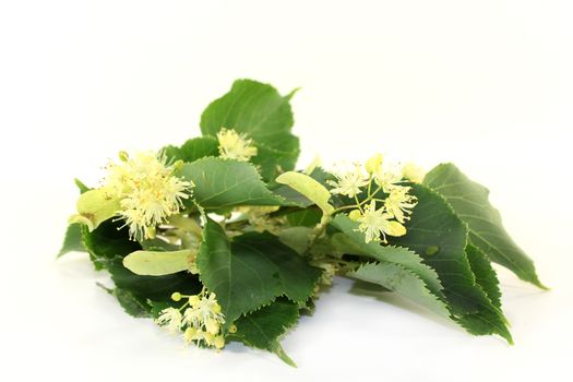 Linden flowers and leaves on a bright background