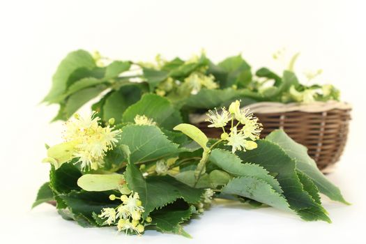 Linden flowers and leaves on a bright background