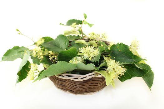 Linden flowers and leaves on a bright background