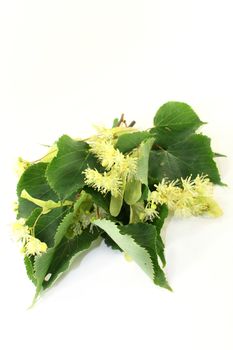 Linden flowers and leaves on a bright background