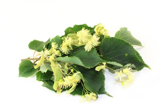 Linden flowers and leaves on a bright background