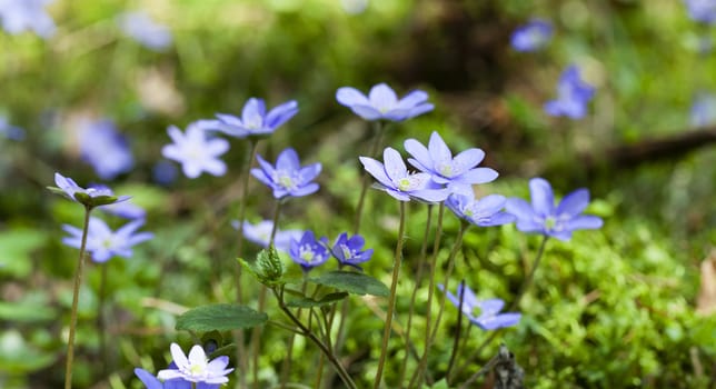   one of the first spring flowers photographed by a close up