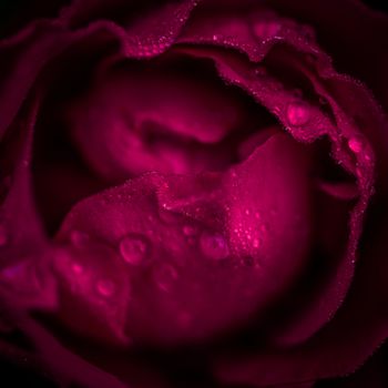 Petals of red rose with drops of dew, soft focus
