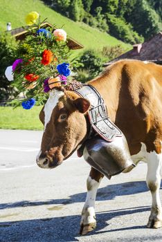 Charmey, Fribourg, Switzerland - SEPTEMBER 26 2015 : Farmers with a herd of cows on the annual transhumance at Charmey near Gruyeres, Fribourg zone on the Swiss alps