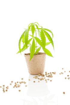 Cannabis plant and seeds isolated on white background. 