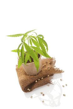 Hemp plant in pot and hemp fabric isolated on white background. Natural hemp textiles and fabric.