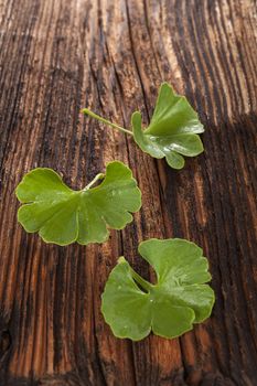 Fresh ginkgo biloba leaves on brown wooden textured background. Memory and concentration. Alternative herbal medicine.