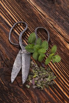 Aromatic culinary herbs, fresh and dry mint herb on wooden rustic background with old vintage scissors.