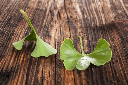 Fresh ginkgo biloba leaves on brown wooden textured background. Memory and concentration. Alternative herbal medicine.