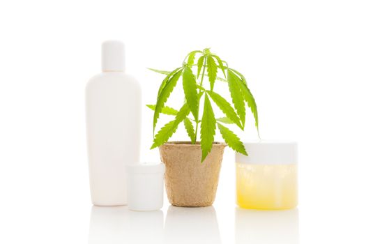 Hemp cosmetics. Moisturizer, cream, shampoo, oil and young cannabis plant in plant pot isolated on white background. Healthy natural ecological cosmetics.