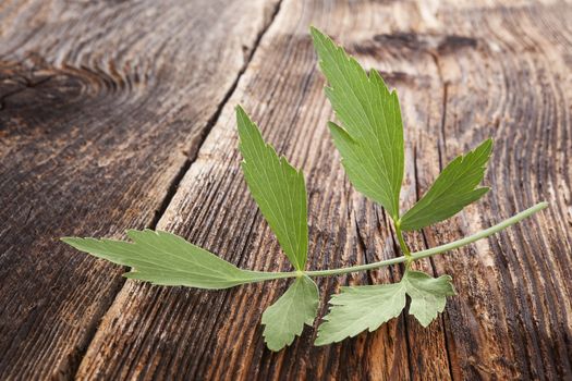Culinary aromatic herbs. Fresh lovage branch on old brown wooden textured background.