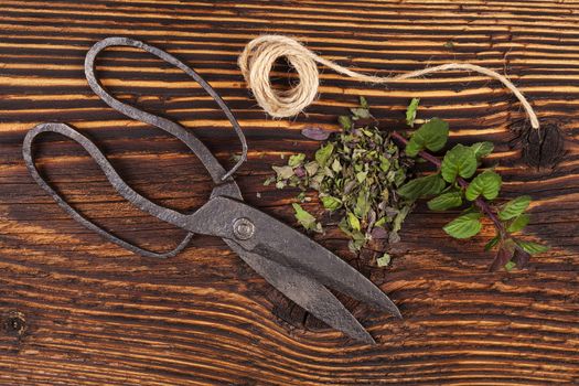 Fresh and dry mint herb with vintage scissors on rustic wooden background. Culinary aromatic herbs.