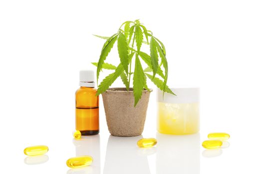 Hemp cosmetics. Moisturizer, cream, shampoo, oil and young cannabis plant in plant pot isolated on white background. Healthy natural ecological cosmetics.