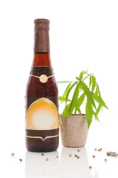 Delicious hemp beer and young cannabis plant isolated on white background. 