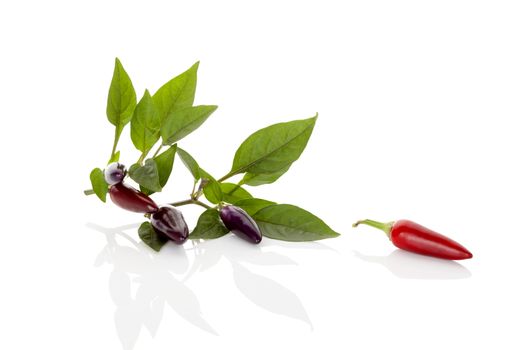 Red and purple chili pepper with leaves isolated on white background. Culinary gourmet cooking ingredient.