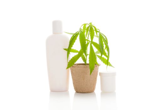 Hemp cosmetics and young cannabis plant isolated on white background. White shampoo container and cream.