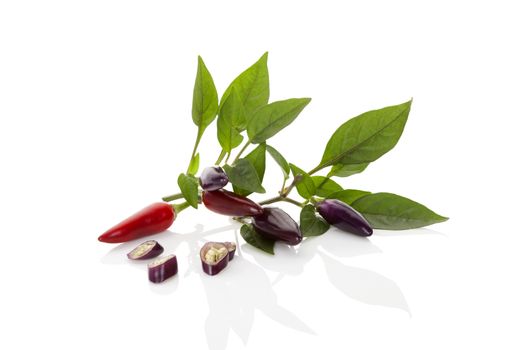 Red and purple chili pepper with leaves isolated on white background. Culinary gourmet cooking ingredient.