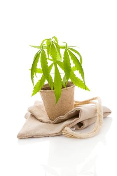 Hemp plant in pot and hemp fabric isolated on white background. Natural hemp textiles and fabric.