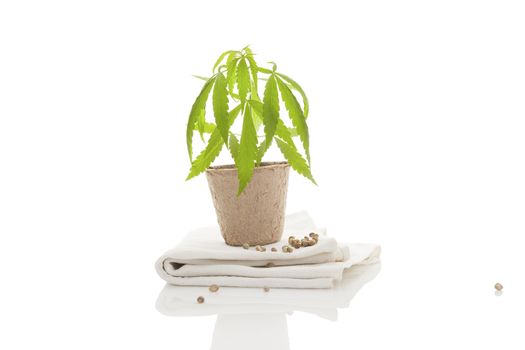 Hemp plant in pot and hemp fabric isolated on white background. Natural hemp textiles and fabric.