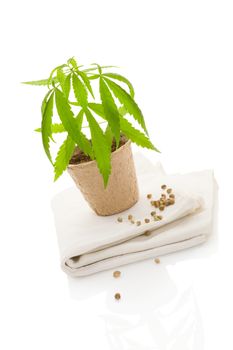 Hemp plant in pot and hemp fabric isolated on white background. Natural hemp textiles and fabric.