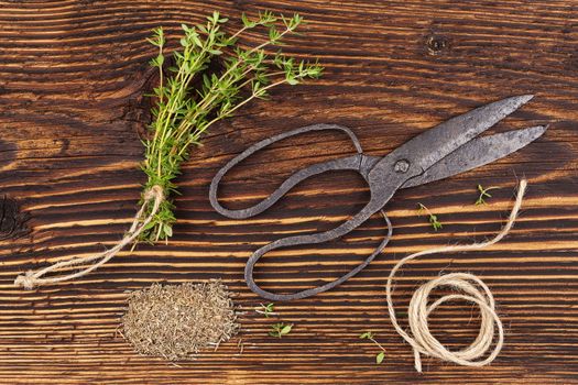 Fresh and dry thyme herb with vintage scissors on rustic wooden background. Culinary aromatic herbs.