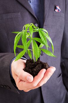 Caucasian handsome man in suit hodling young cannabis plant with soil in his hand. Drug dealer.