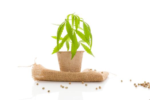 Hemp plant in pot and hemp fabric isolated on white background. Natural hemp textiles and fabric.