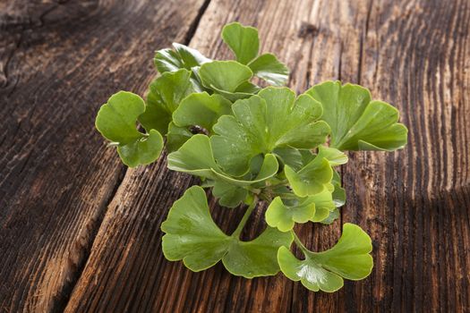 Fresh ginkgo biloba leaves on brown wooden textured background. Memory and concentration. Alternative herbal medicine.