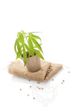 Hemp plant in pot and hemp fabric isolated on white background. Natural hemp textiles and fabric.