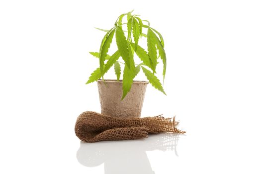 Hemp plant in pot and hemp fabric isolated on white background. Natural hemp textiles and fabric.