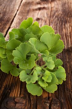 Fresh ginkgo biloba leaves on brown wooden textured background. Memory and concentration. Alternative herbal medicine.