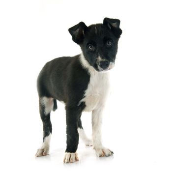 puppy border collier in front of white background