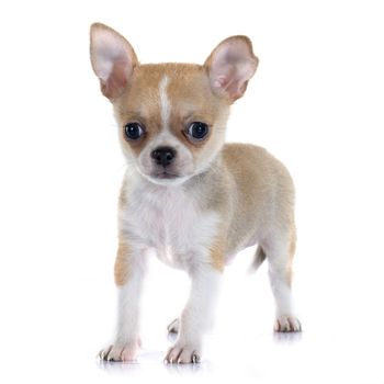 puppy chihuahua in front of white background